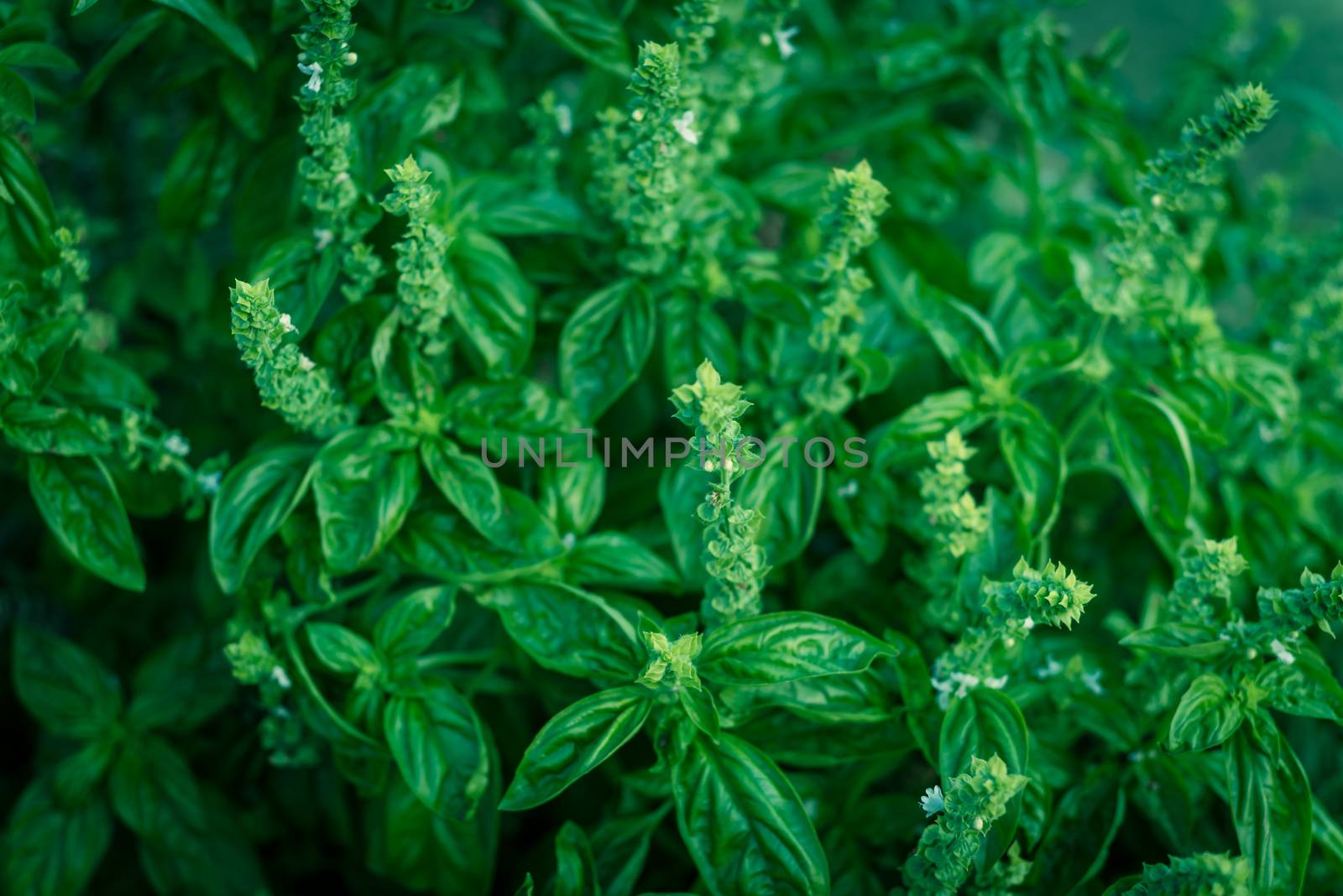 Full background view of blooming sweet basil flower and white petals at backyard garden in Texas, USA by trongnguyen