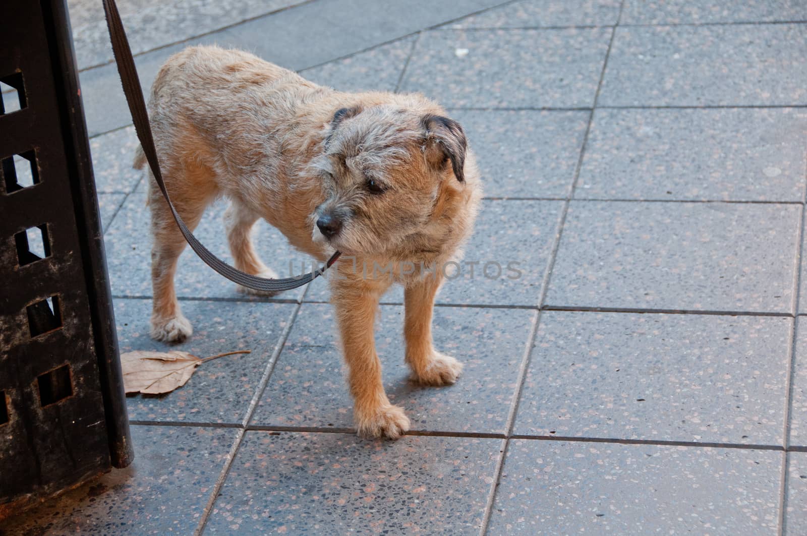 Young domestic brown dog turns right while standing on the street