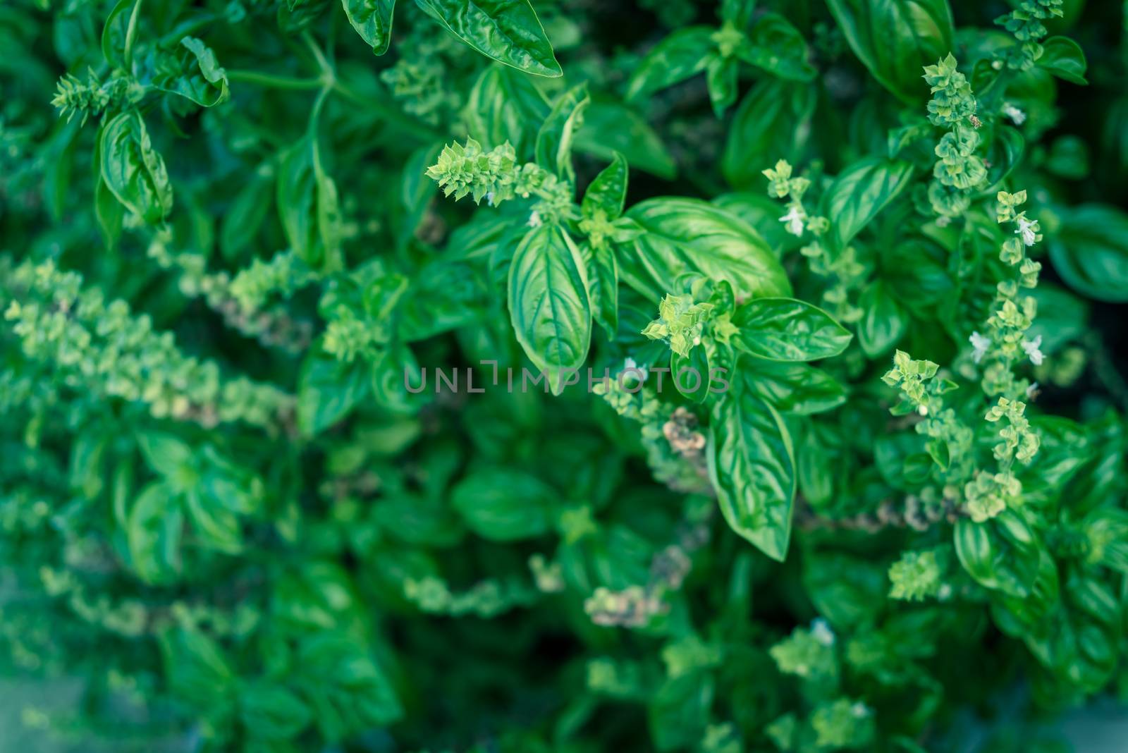 Looking down a flowering sweet basil bush with white petals at backyard garden in Texas, USA by trongnguyen