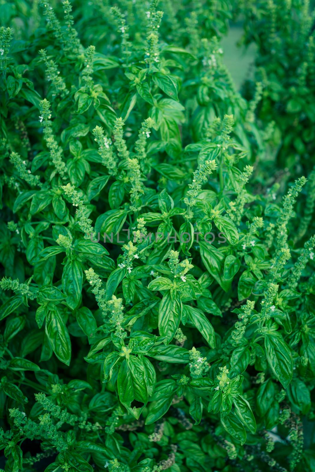 Top view a large bush of sweet basil with blooming flower and white petals. Blossom homegrown Lamiaceae culinary herb at organic backyard garden in Texas, America