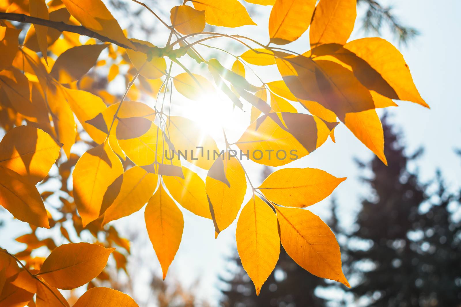 Sunlight breaks through the yellow autumn leaves of the trees