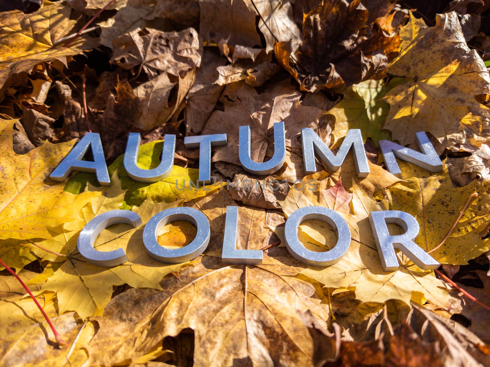 the words autumn color laid with metal letters over yellow autumn fallen leaves - closeup with selective focus.