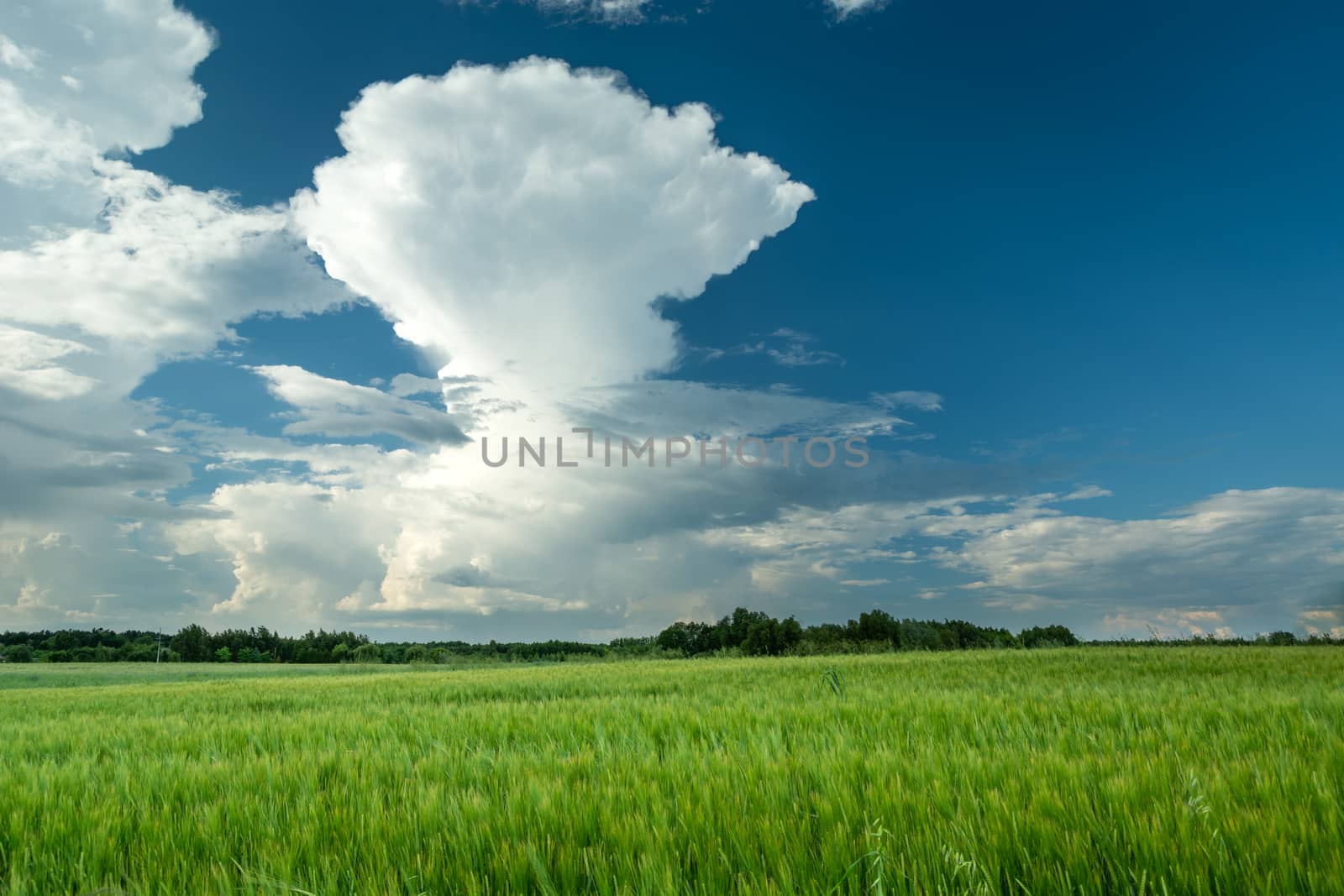 A green barley field and a huge white cloud on the blue sky, rural summer landscape