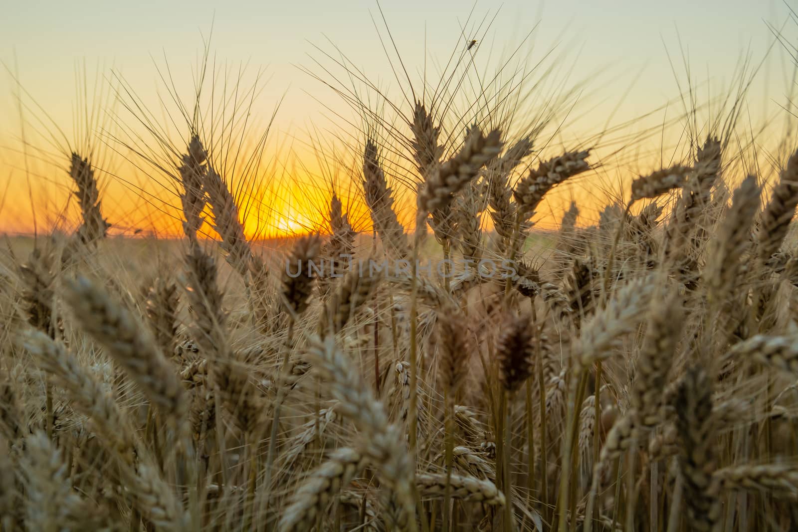 Close-up on grain ears at sunset, summer evening view