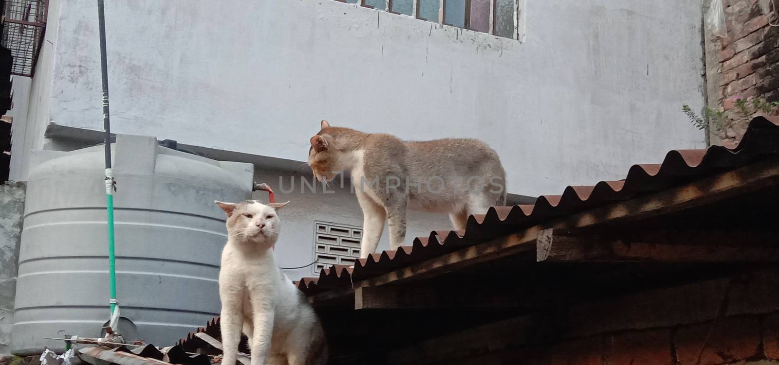 tow cute cat in fight mode on roof