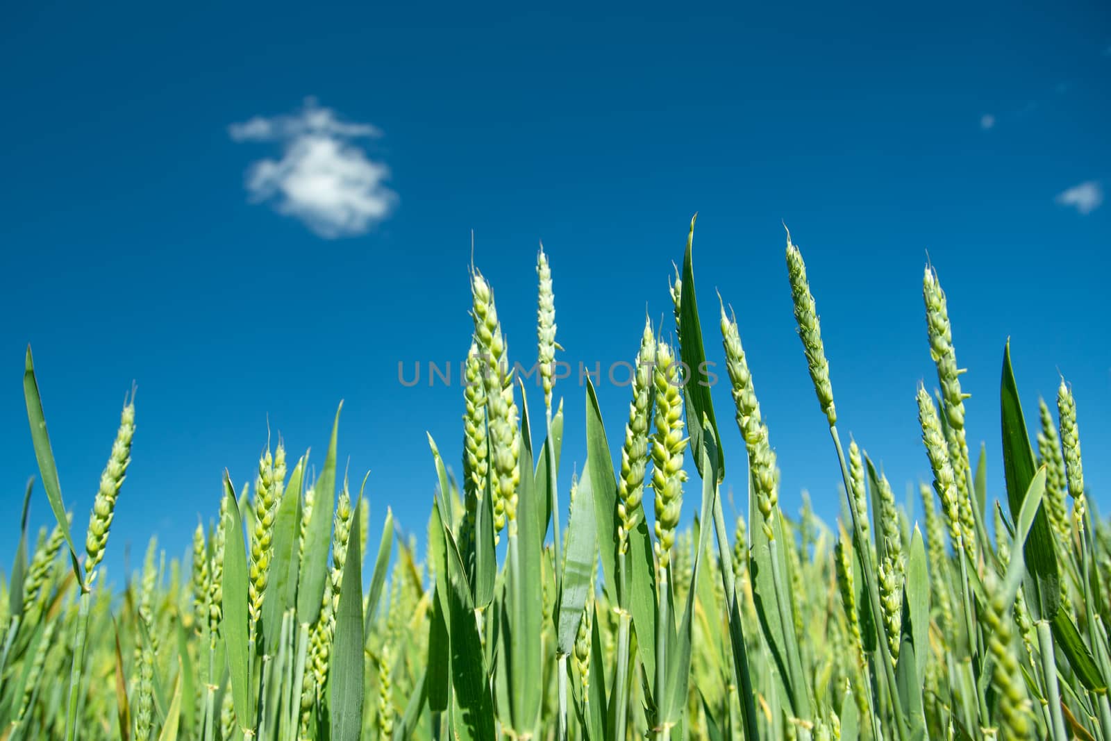 Green wheat ears on a blue sky background, summer sunny view