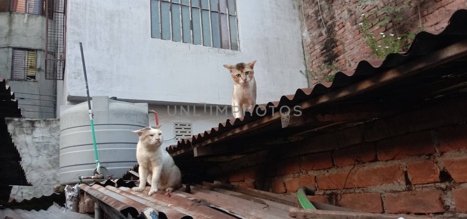 tow cute cat in fight mode on roof