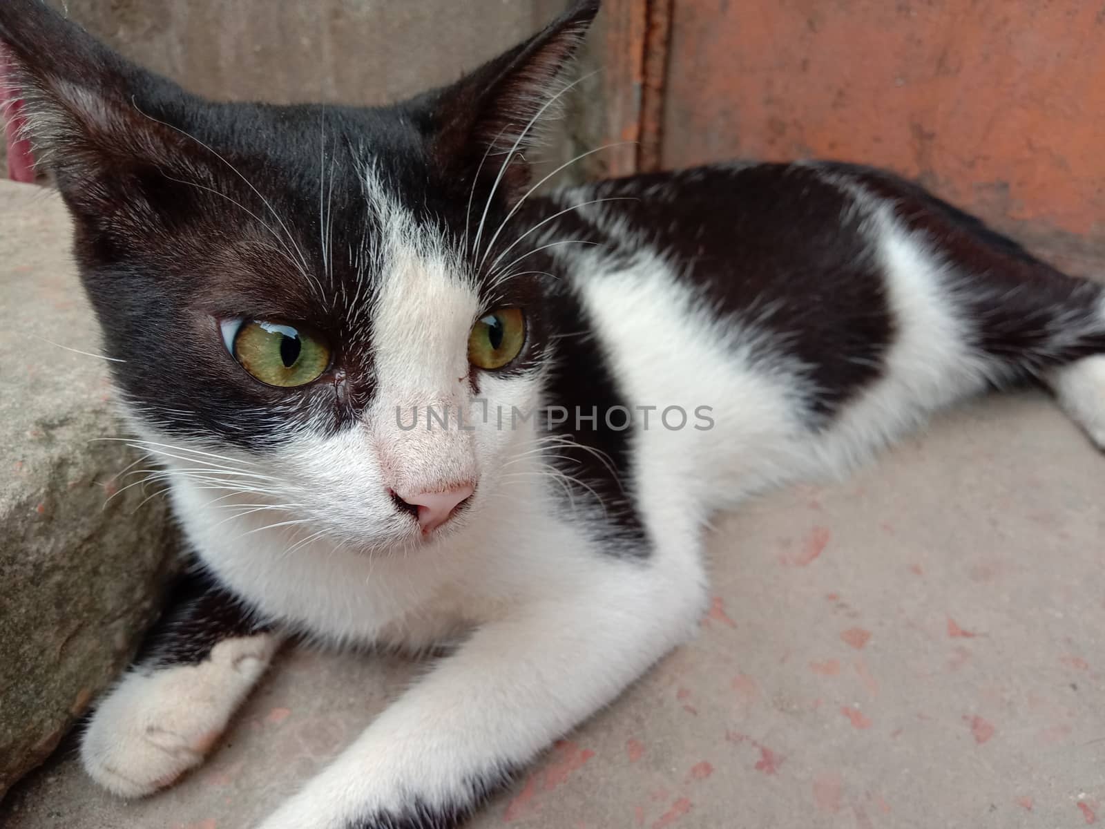 Black and white colored cute cat closeup in house