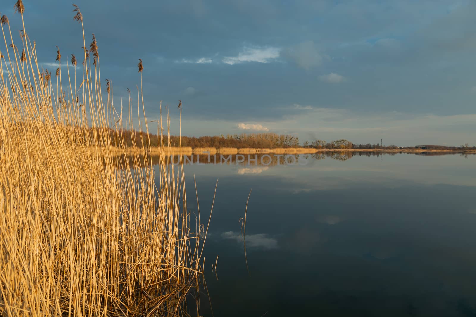 High dry reeds growing in a calm lake, evening dark clouds on the sky