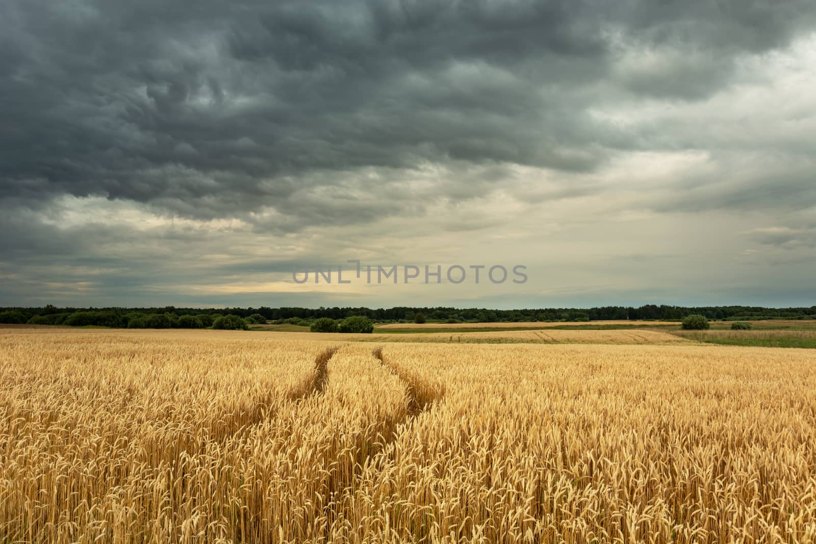 Traces of wheels in a yellow wheat field, dark clouds on the sky