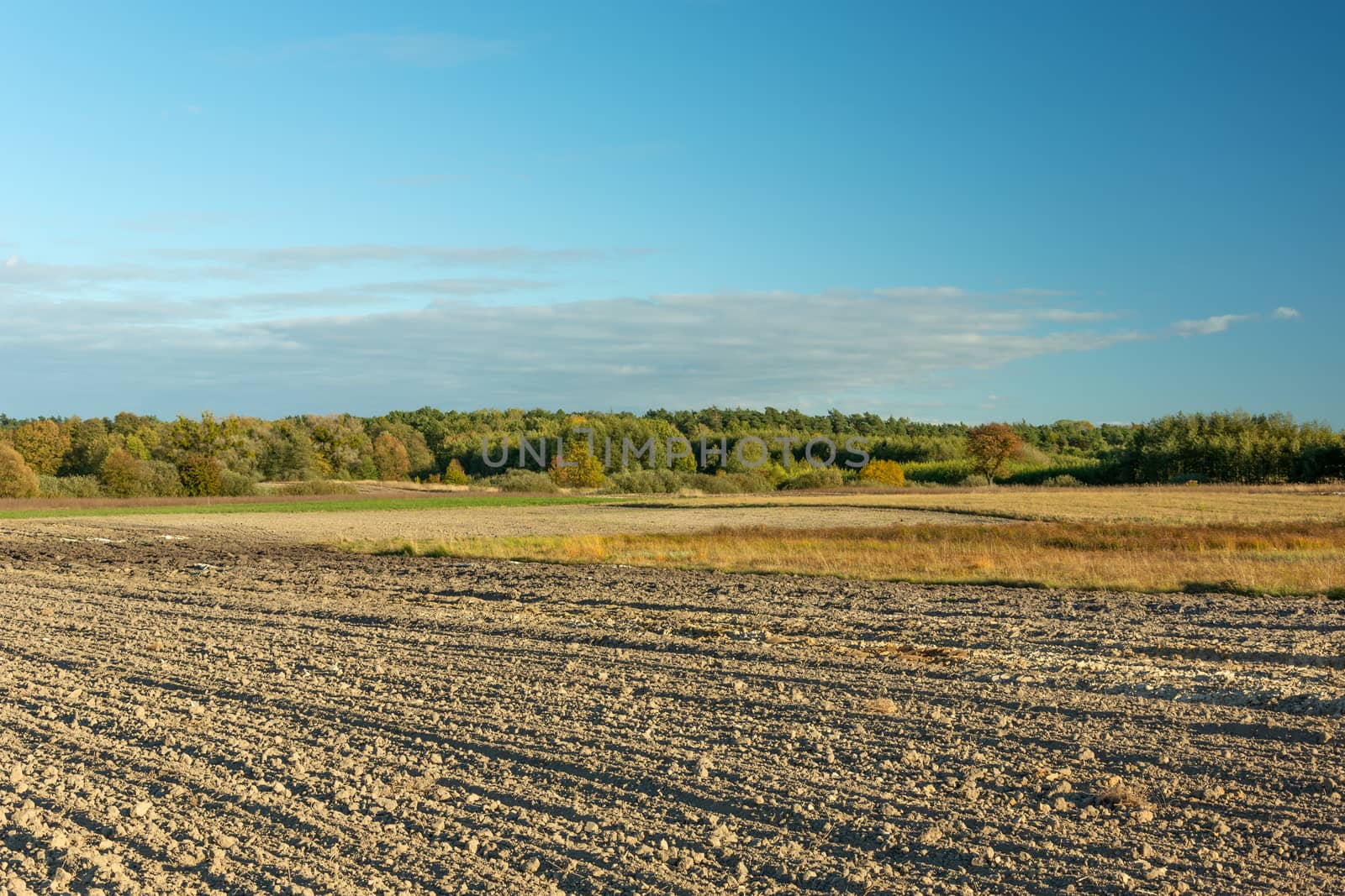 Ploughed field, forest and evening clouds on blue sky, rural autumnal landscape