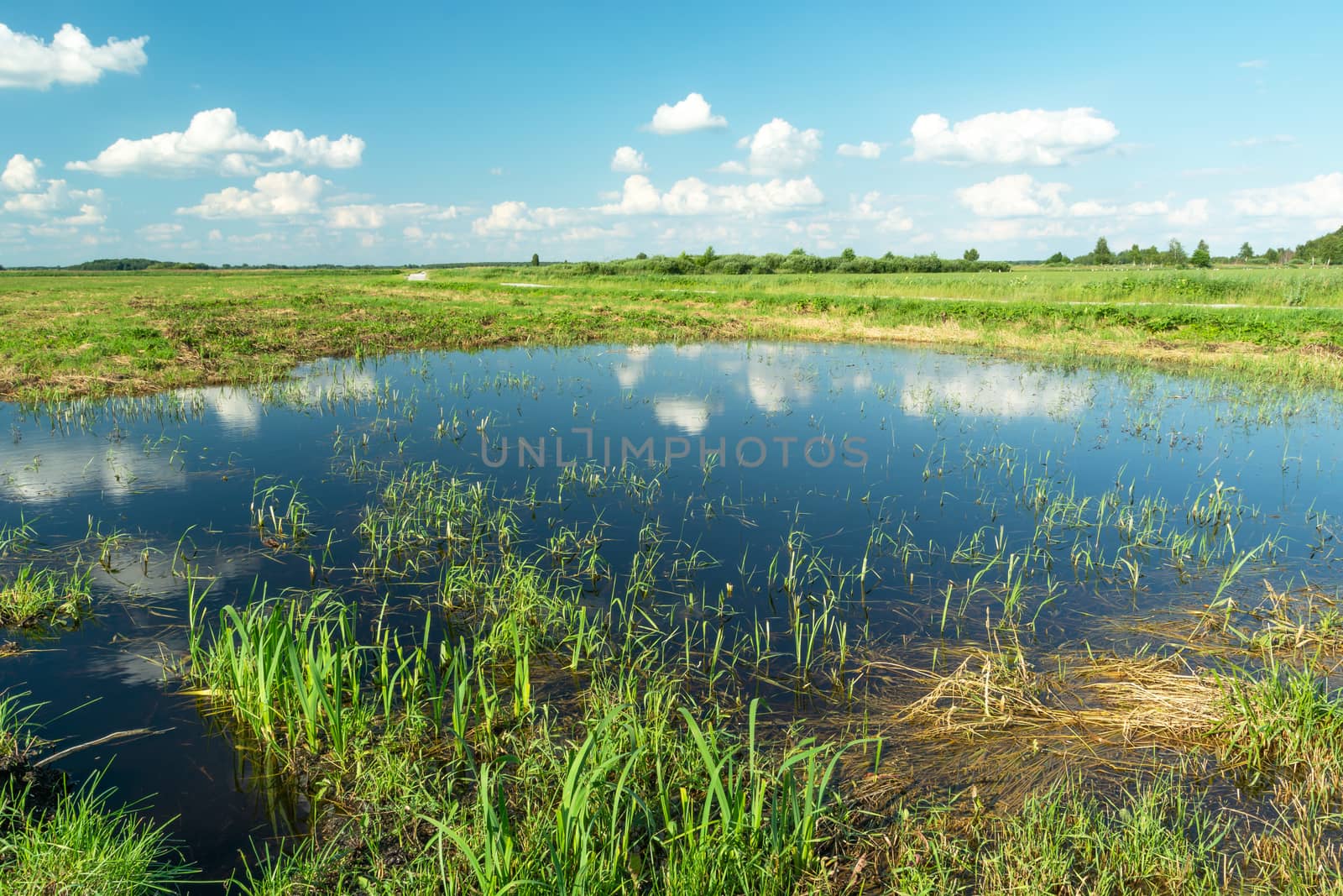 Flooded meadow and reflection of clouds in the water, sunny summer landscape