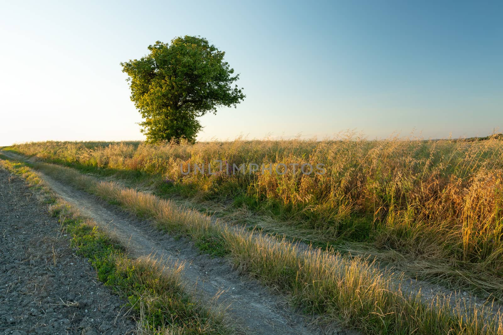 A dirt road through fields and a lonely green tree