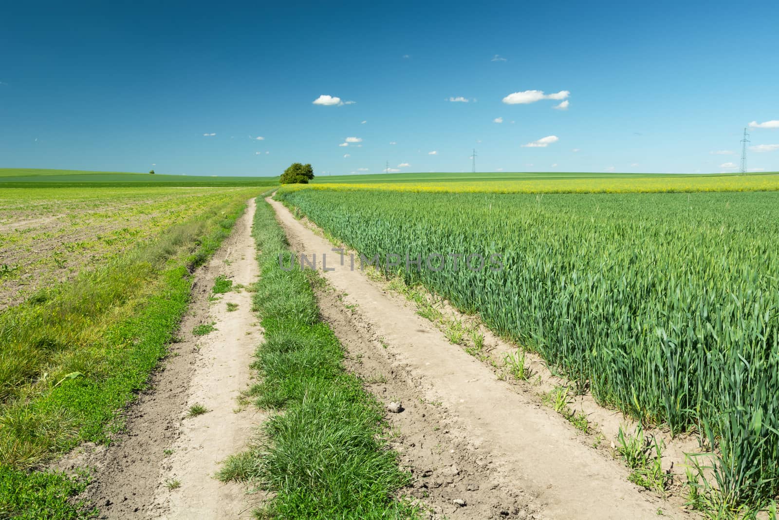 A long country road through fields with grain, horizon and blue sky, summer rural landscape