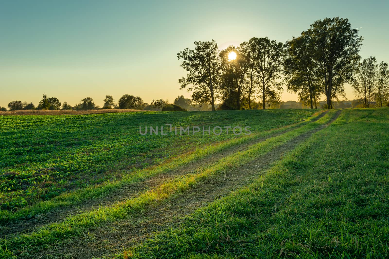 Dirt road through green fields, sun setting behind trees, rural sunny landscape