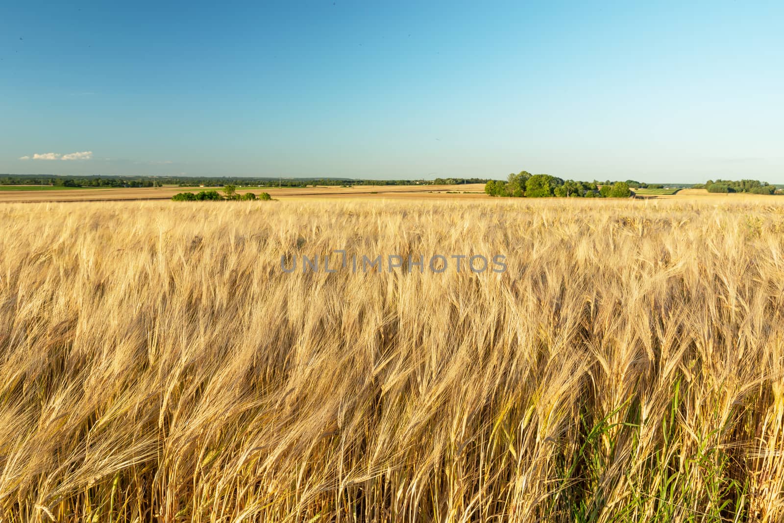 Golden barley ears, horizon and sky, summer rural landscape
