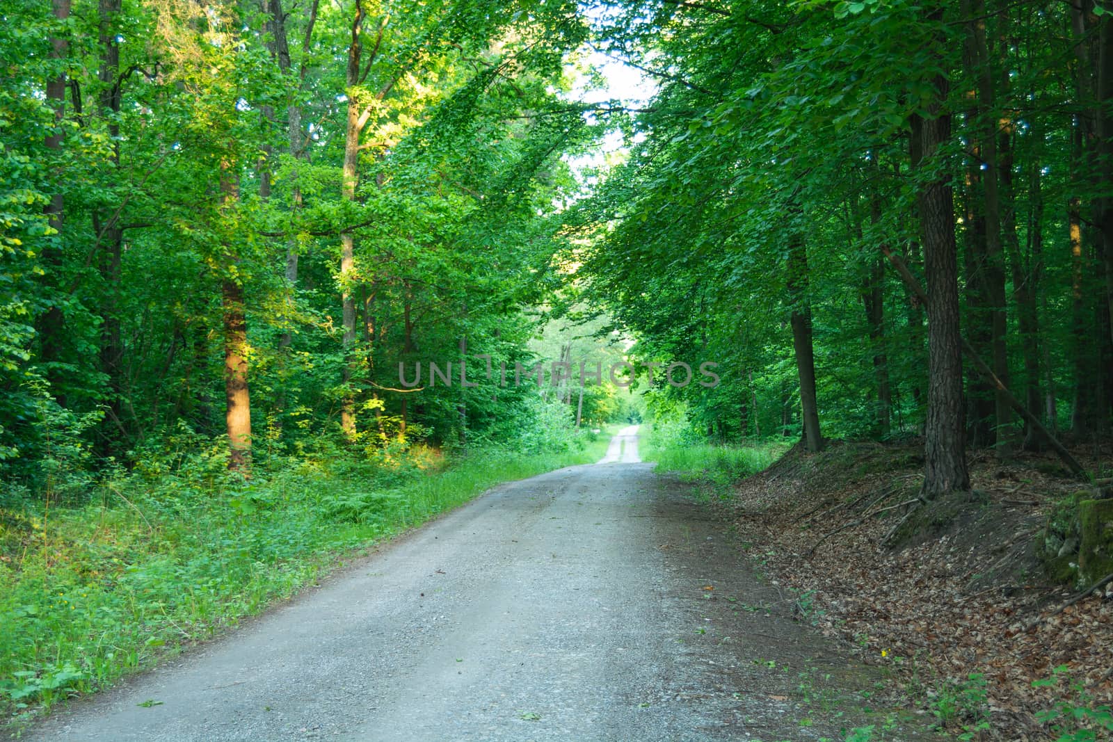 Dirt road through a green forest illuminated by the sun, summer sunny day
