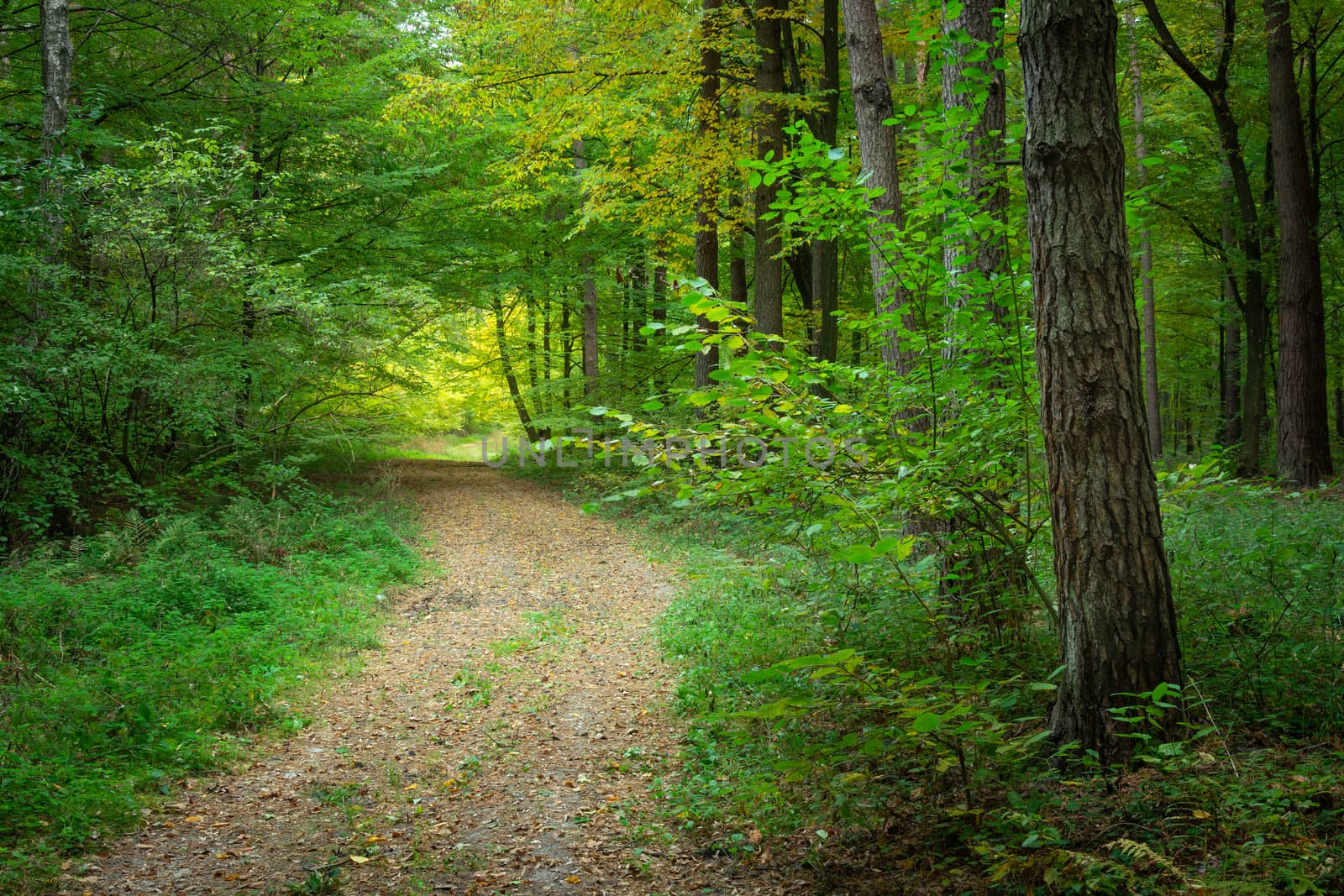 A wide path with leaves in a dark green forest, autumn view