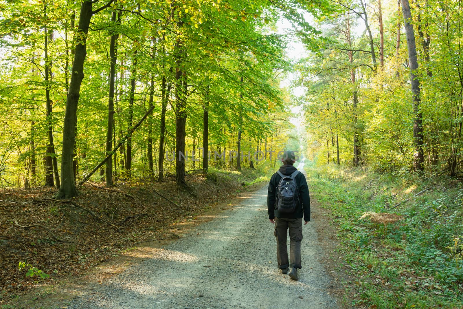 A man with a backpack going through the forest, sunny day