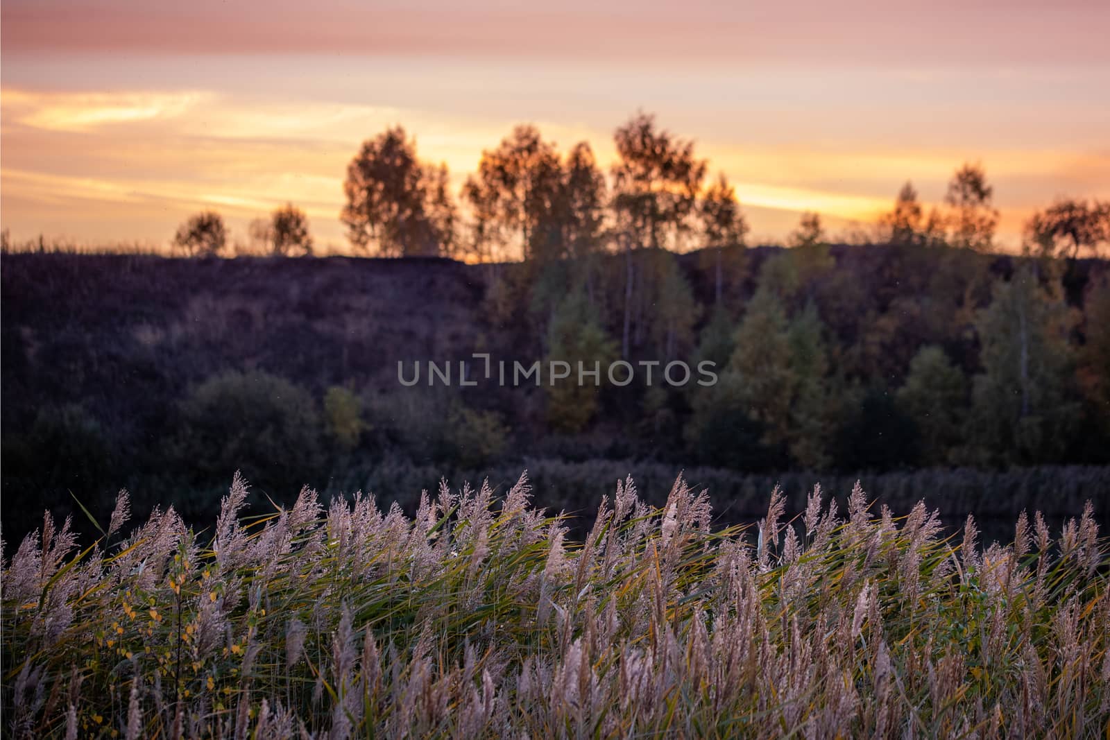 Phragmites australis, common reed - dense thickets in the daylight, horizon and trees on dusk sky in the background, back lit. Horizontal composition.
