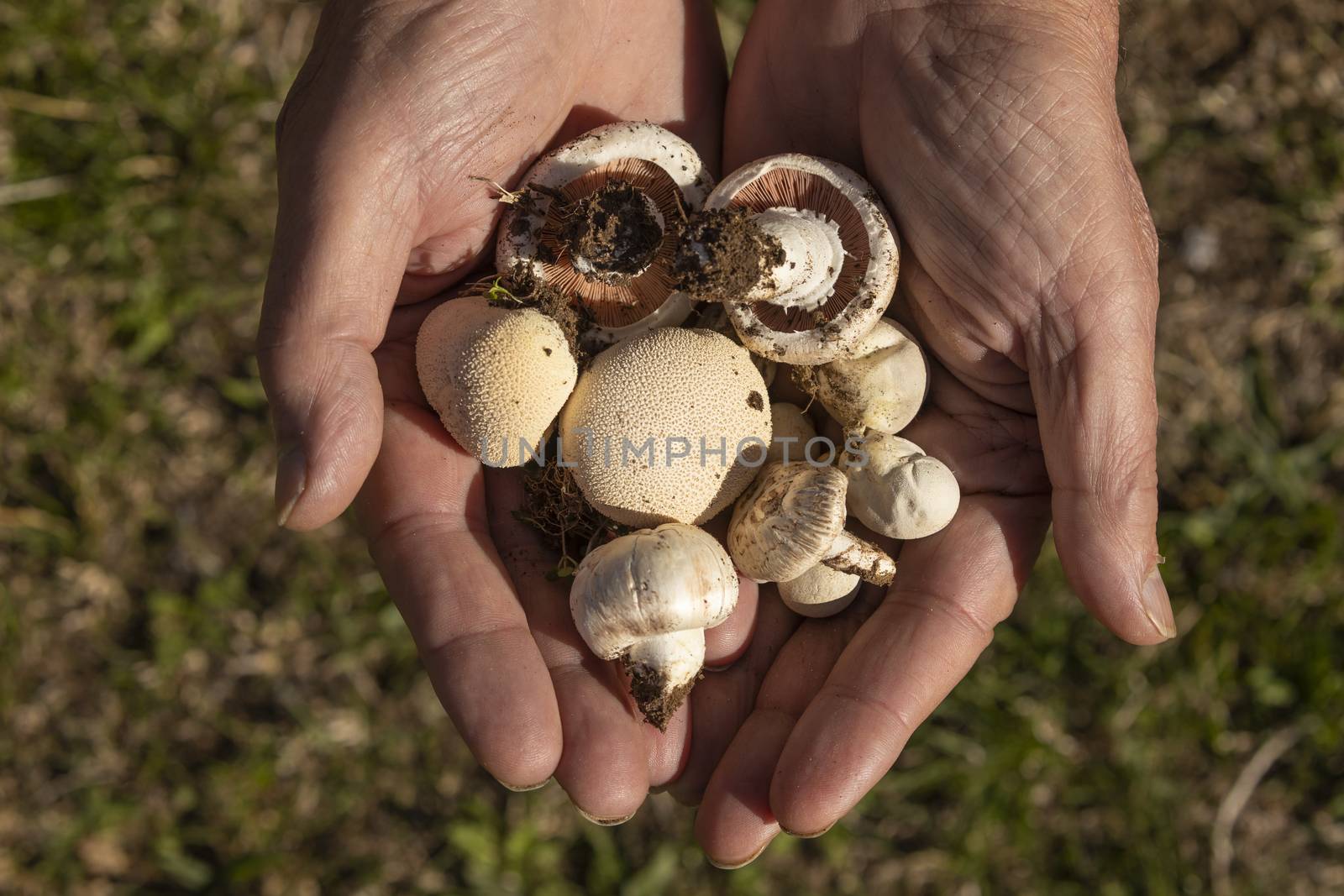 Man's hands showing a group of variated mushrooms, found among the forests near the small town of Luesia, in Aragon, Spain.