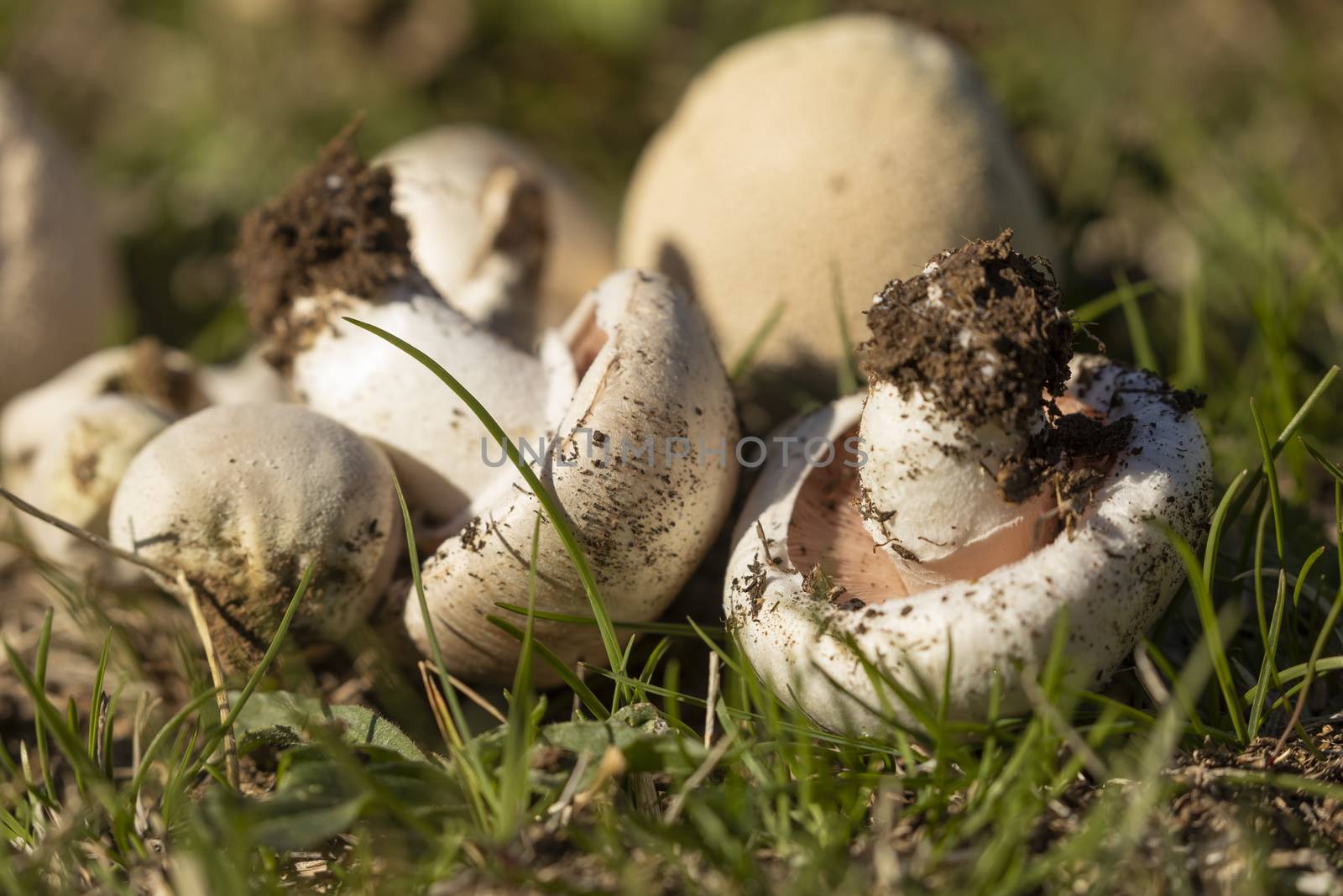 A group of variated mushrooms, found among the forests near the small town of Luesia, in Aragon, Spain.