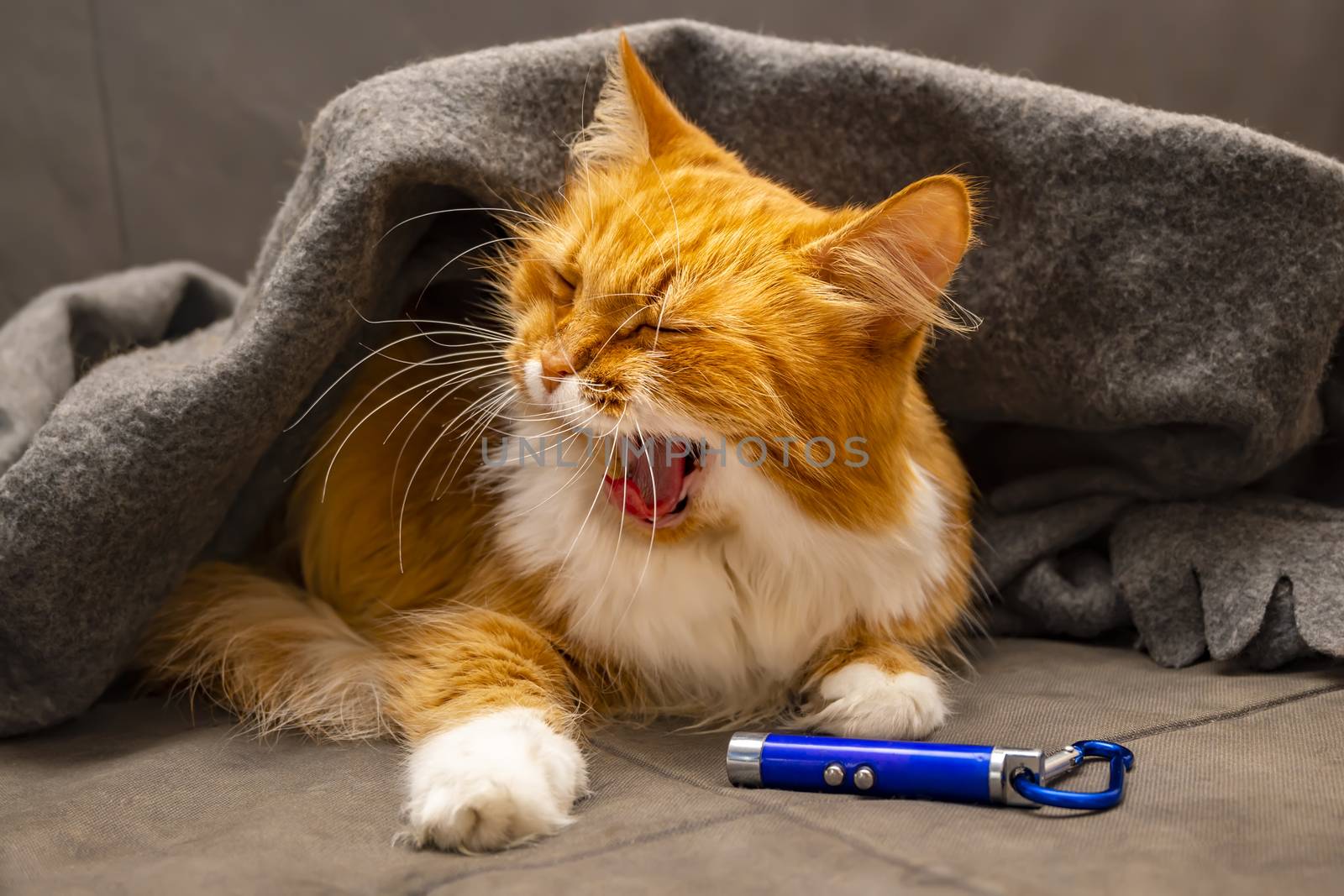 red siberian fluffy cat yawns and lies on the sofa under a warm blanket, coverlet, next to a toy, a laser keychain