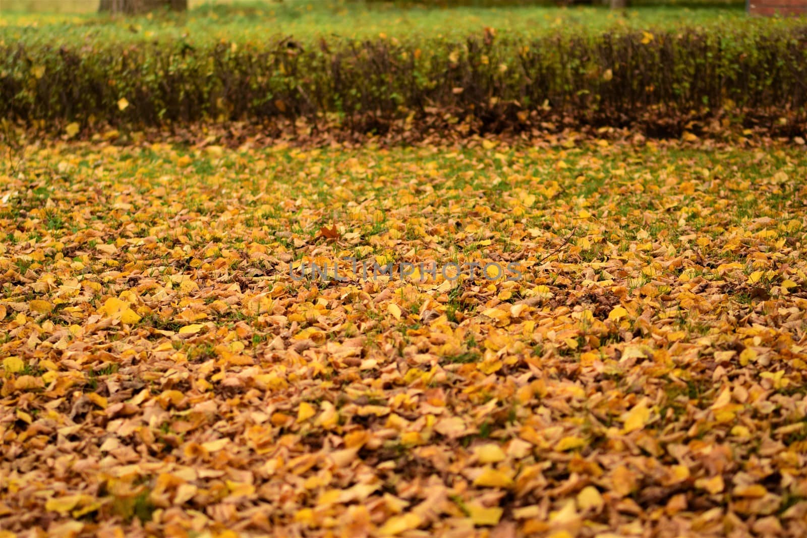 autumn leaves in yellow and brown on the floor in front of a small hedge