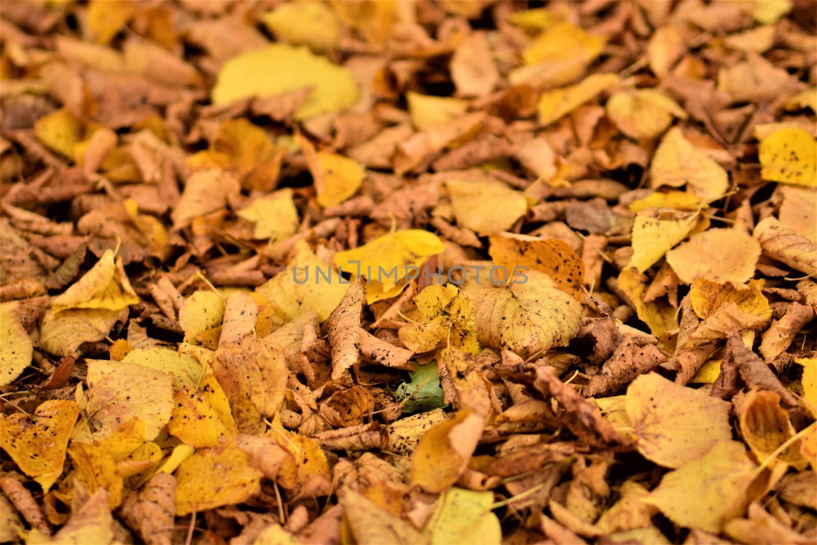 autumn leaves in yellow and brown on the floor