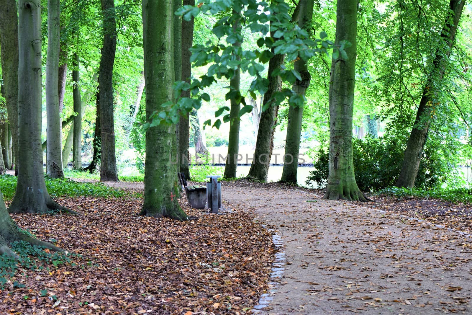 Path in the park and a park bench