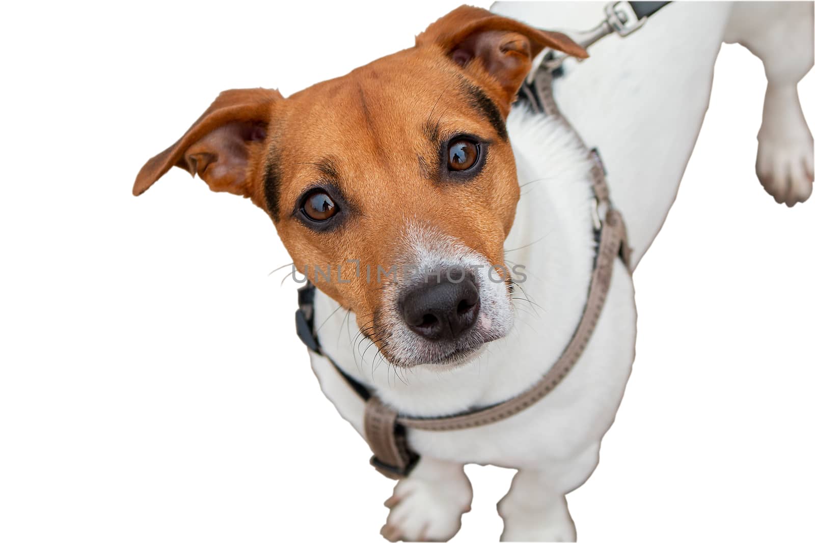 A curious look from a dog. Pet. Four-legged friend. Close up portrait of dog Jen Russell Terrier. Template for design.