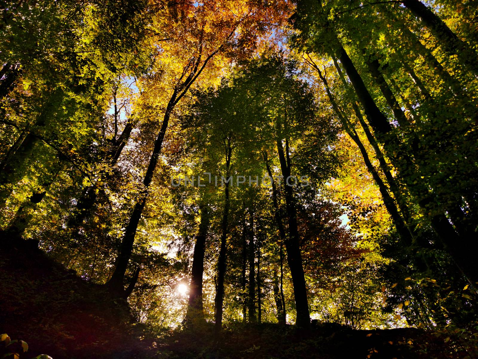 Autumn in the forest with sun rays. Green, orange and yellow leafs in autumn time in a Swiss forrest by PeterHofstetter