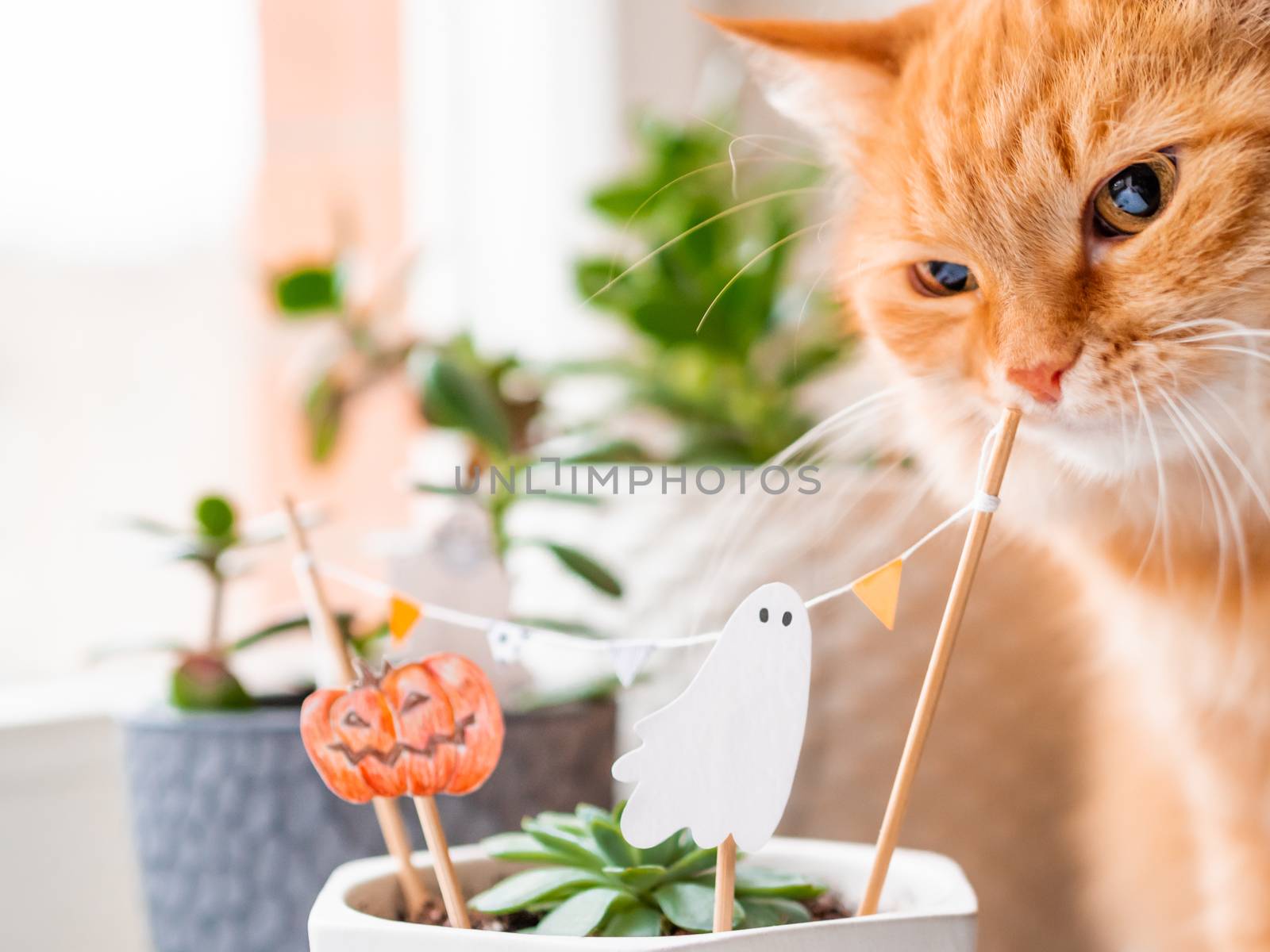 Cute ginger cat sniffs flower pots with handmade decorations for by aksenovko