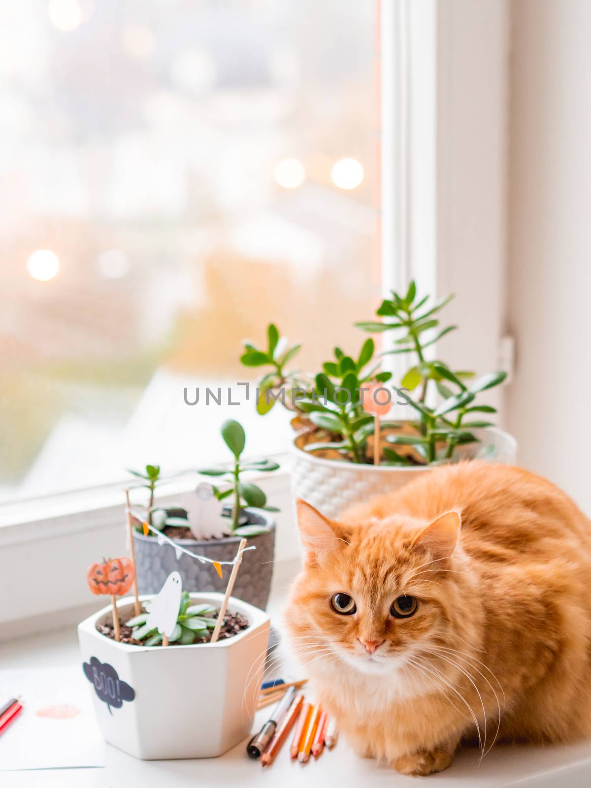 Cute ginger cat and flower pots with handmade decorations for Halloween. Painted ghost and pumpkin in flower pot with succulent plant. Cozy home.