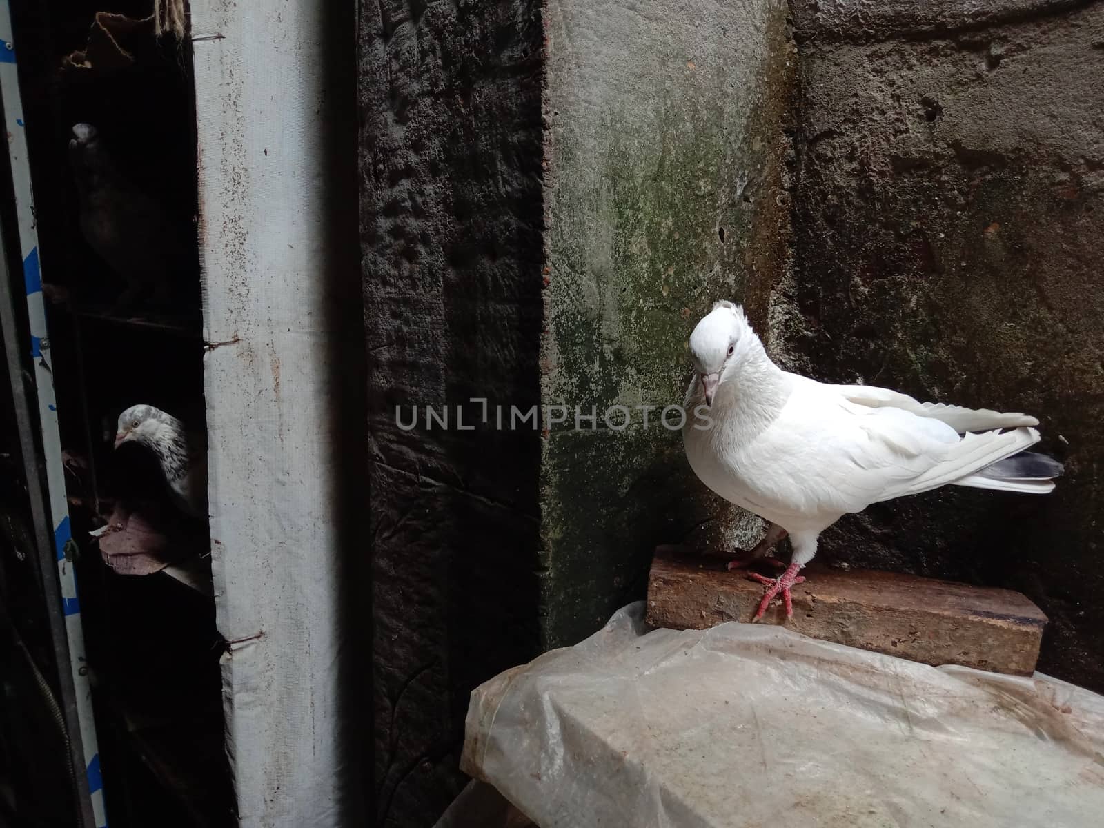 white colored Pigeon closeup on farm in house