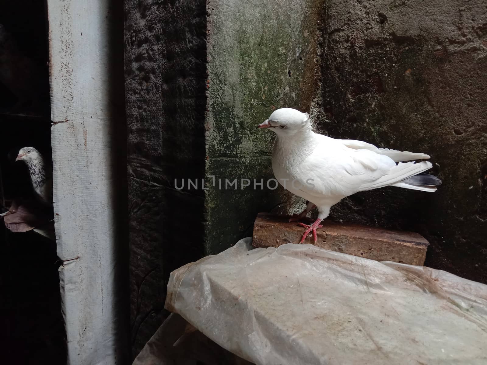 white colored Pigeon closeup on farm in house