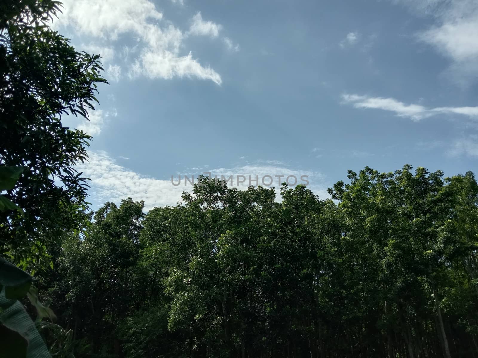 Blue Sky With Beautiful Green Nature view