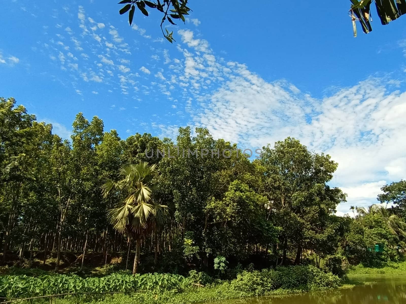 Blue Sky With Beautiful Green Nature view