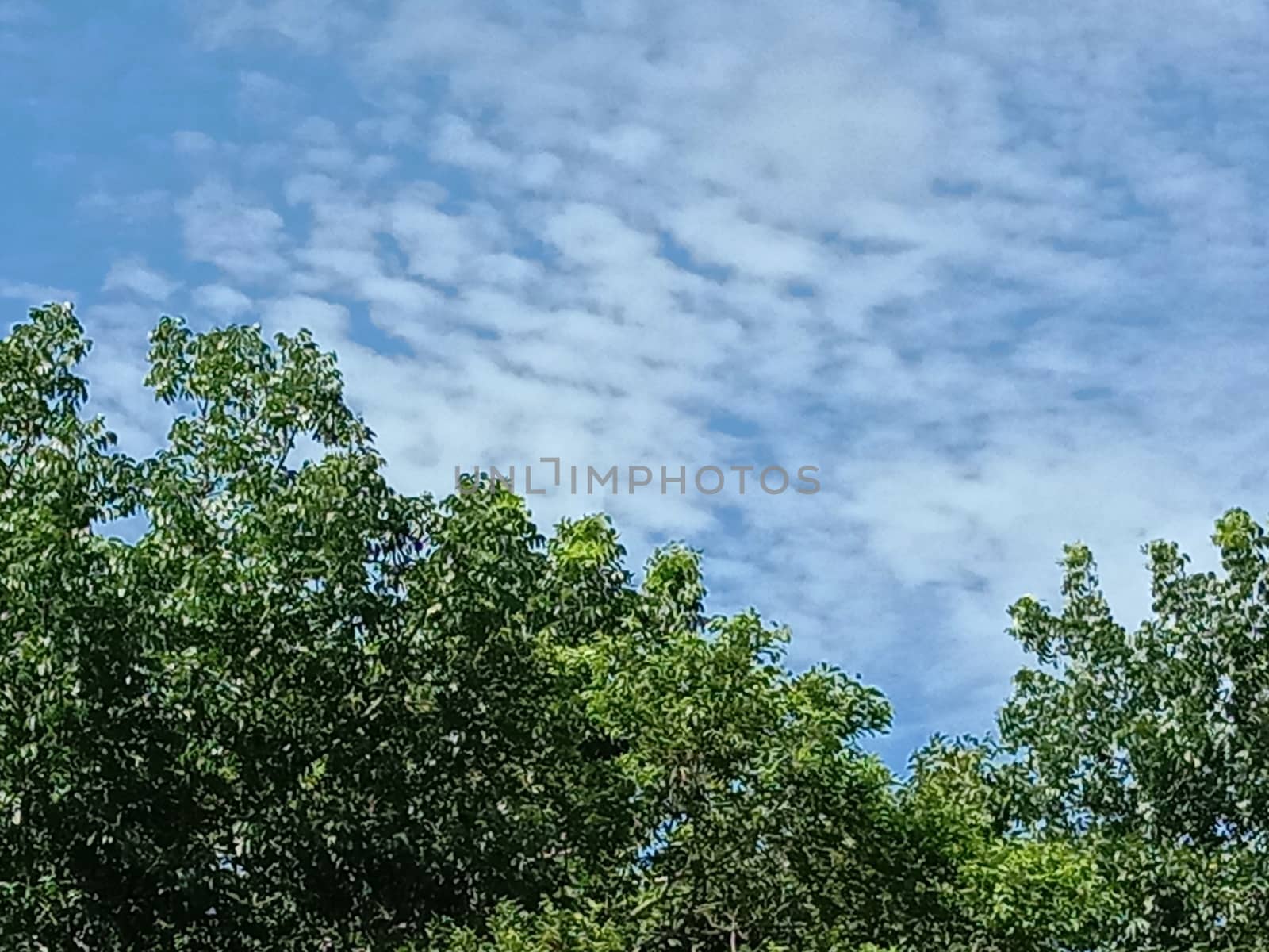 Blue Sky With Beautiful Green Nature view