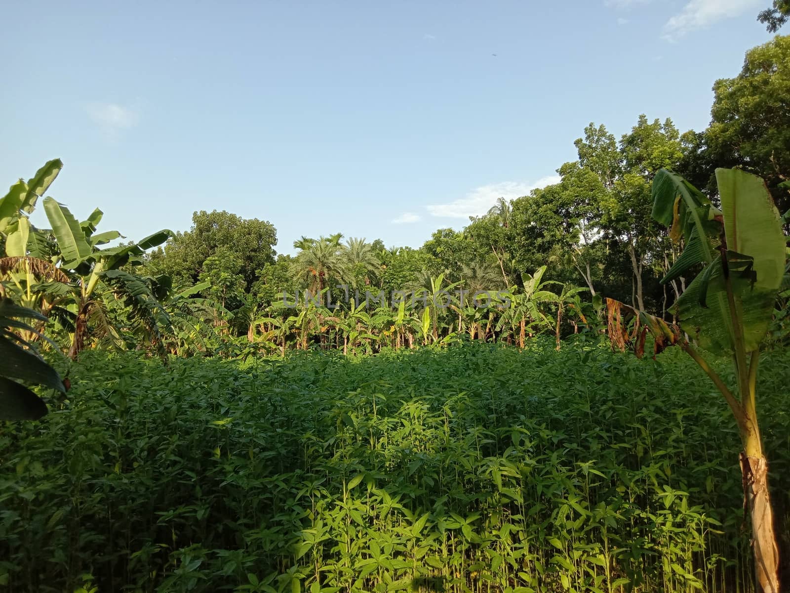 Blue Sky With Beautiful Green Nature view