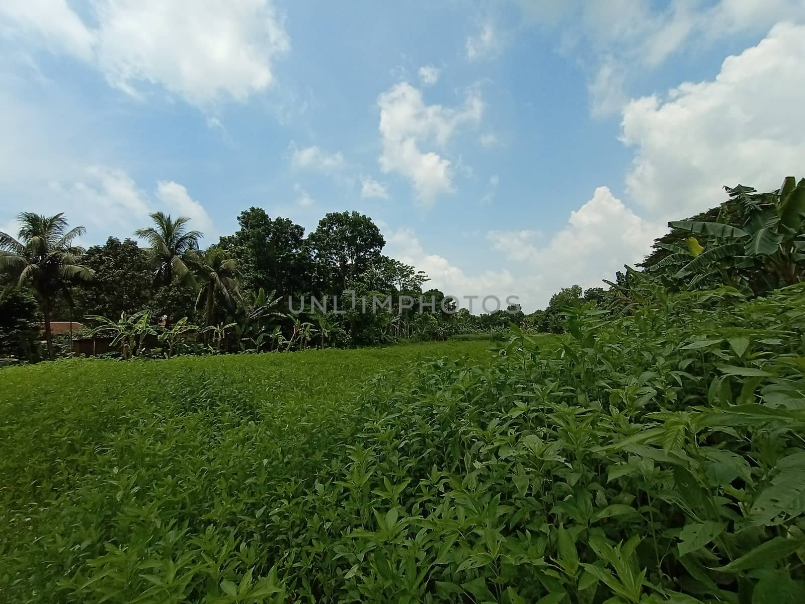 Blue Sky With Beautiful Green Nature view