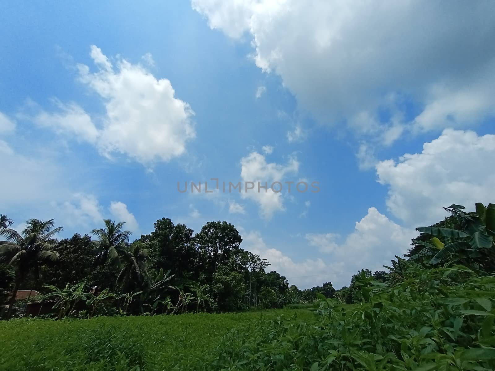 Blue Sky With Beautiful Green Nature view