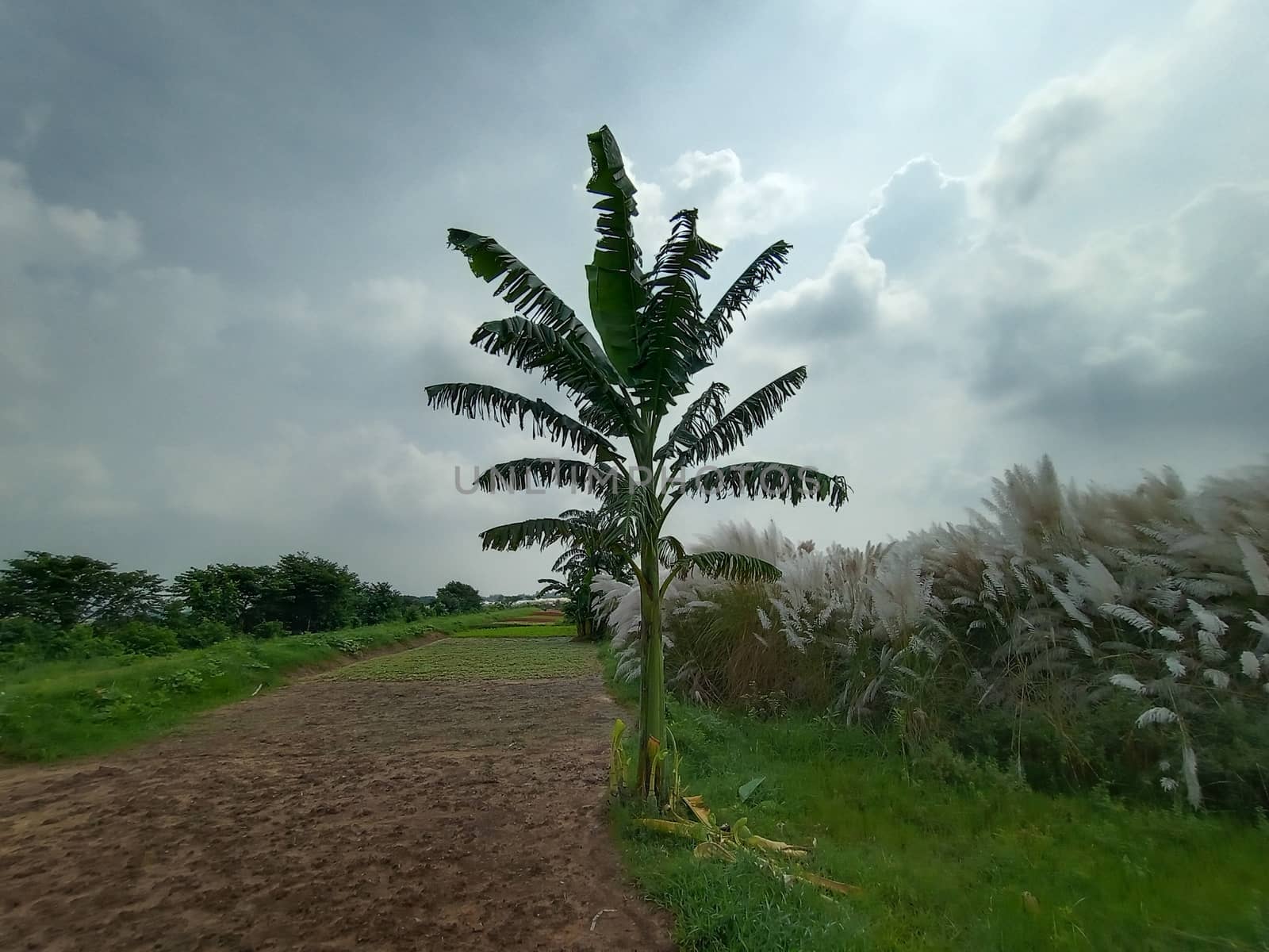 Blue Sky With Beautiful Green Nature view