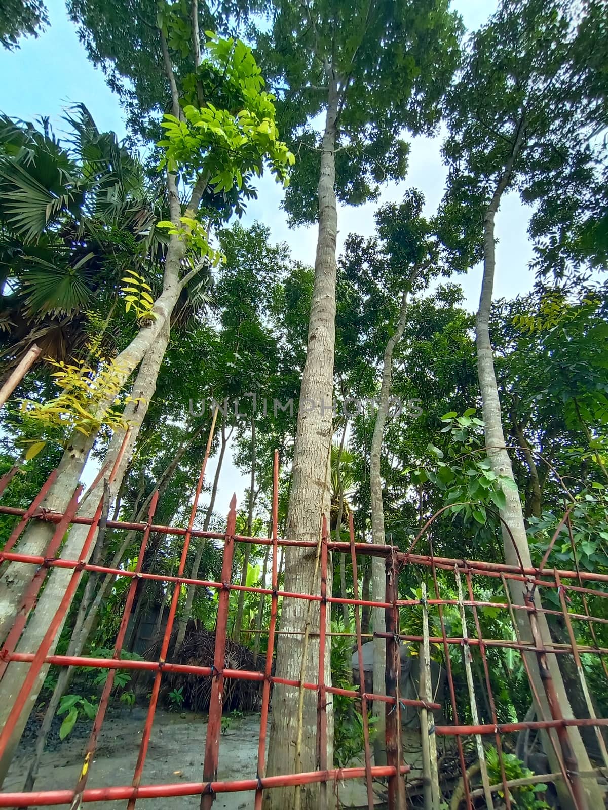 tree plant on garden with green nature