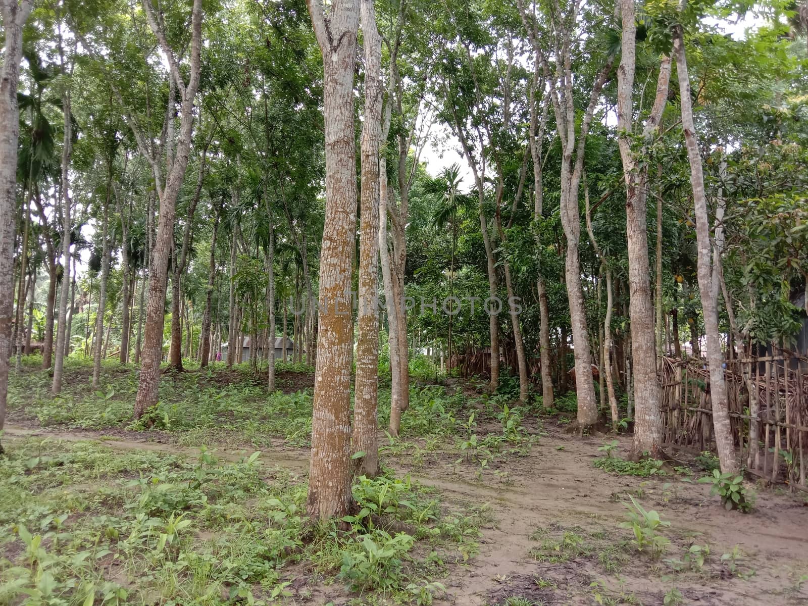tree plant on garden with green nature