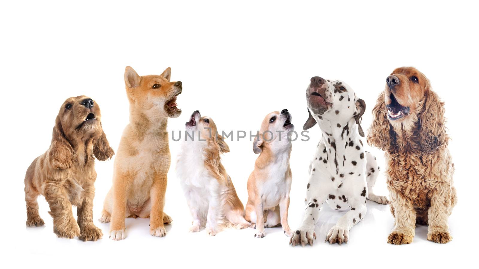 dogs howling in front of white background