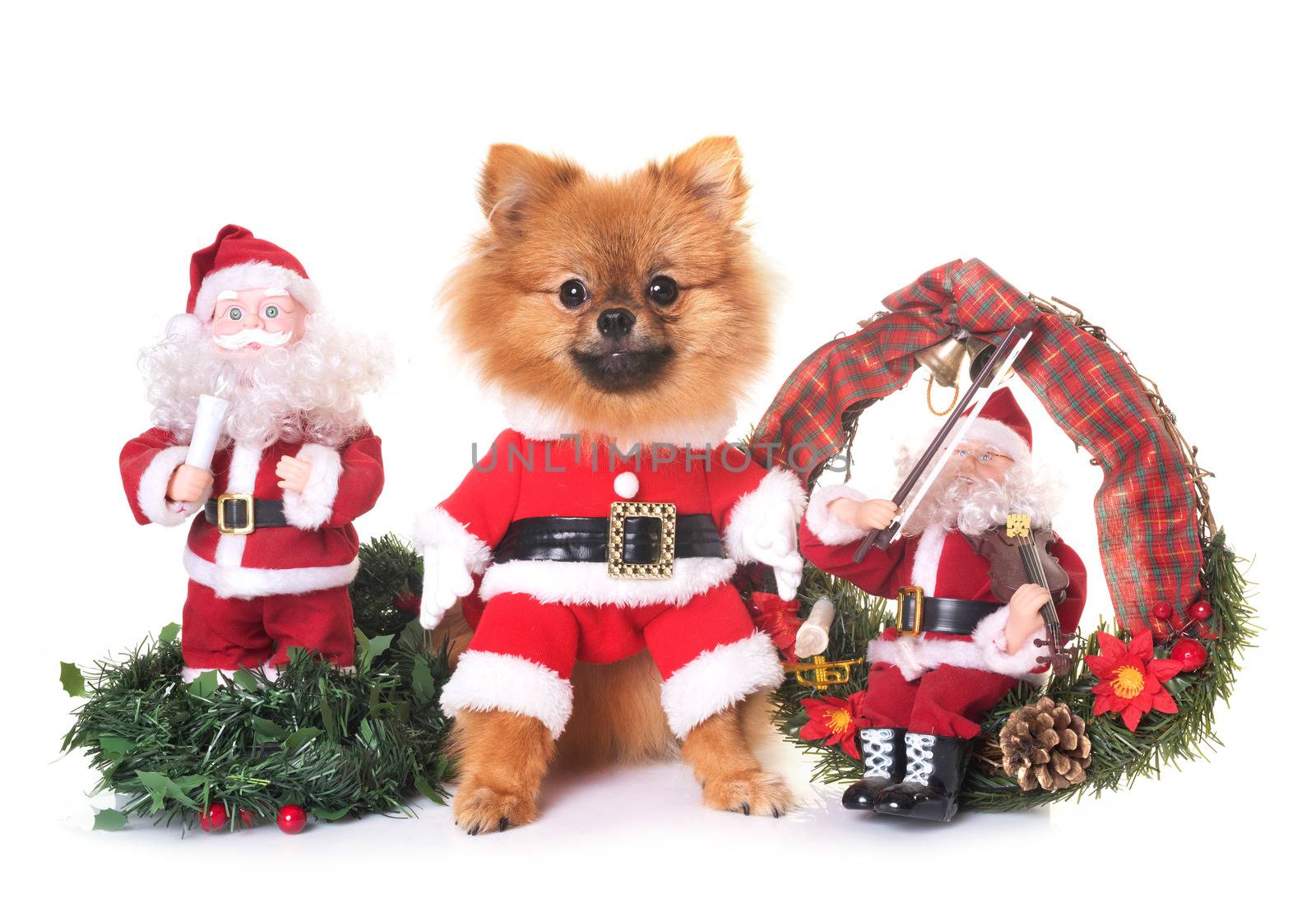 dog and christmas decoration in front of white background