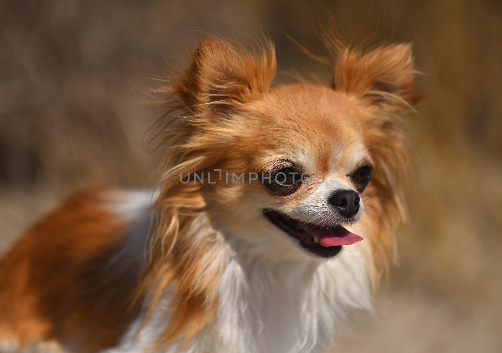 portrait of a little chihuahua in the nature