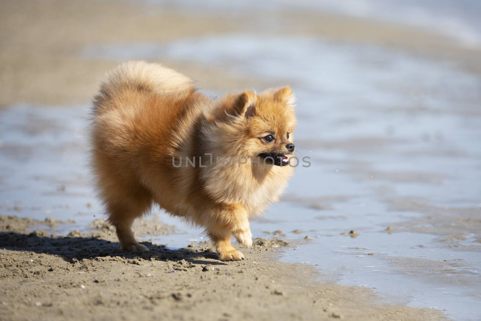 young pomeranian walking on the beach in summer
