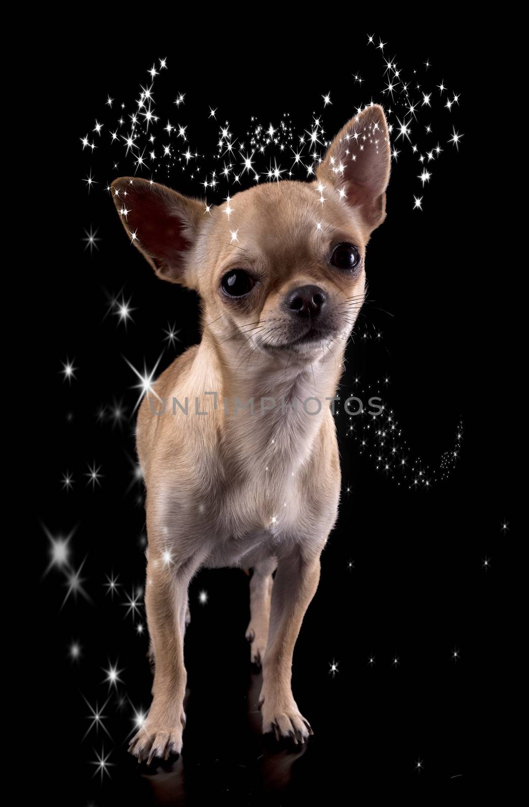 chihuahua in studio by cynoclub